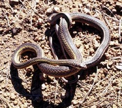 Striped Whipsnake coiled and writhing