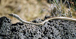 Striped Whipsnake with head raised as it slithers along the ground