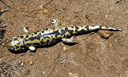 Tiger Salamander in the mud