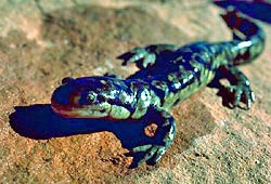 Tiger Salamander resting on rock