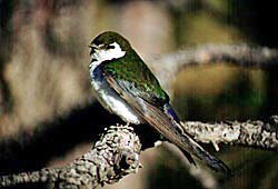 Violet-green Swallow resting on a branch