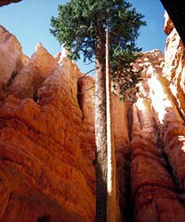 A Douglas-fir growing amongst the rocks of Wall Street Trail at Bryce Canyon National Park