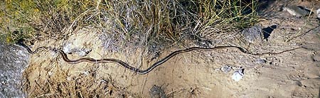 Long Striped Whipsnake moving through the grass