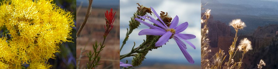 Wildflowers of Bryce Canyon.