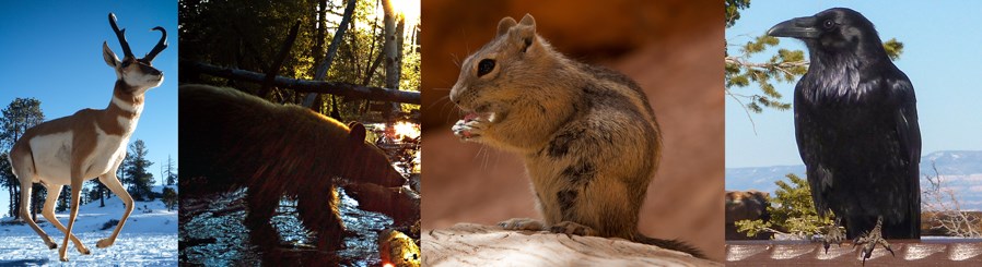 Wildlife Collage 1 2016 Wildlife Collage 1 2016