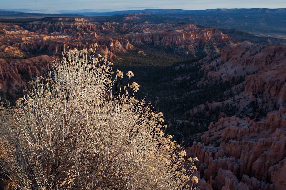 Rabbitbrush turns to seed at the edge of Bryce Canyon