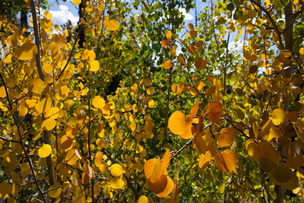 Golden aspen leaves in the sun