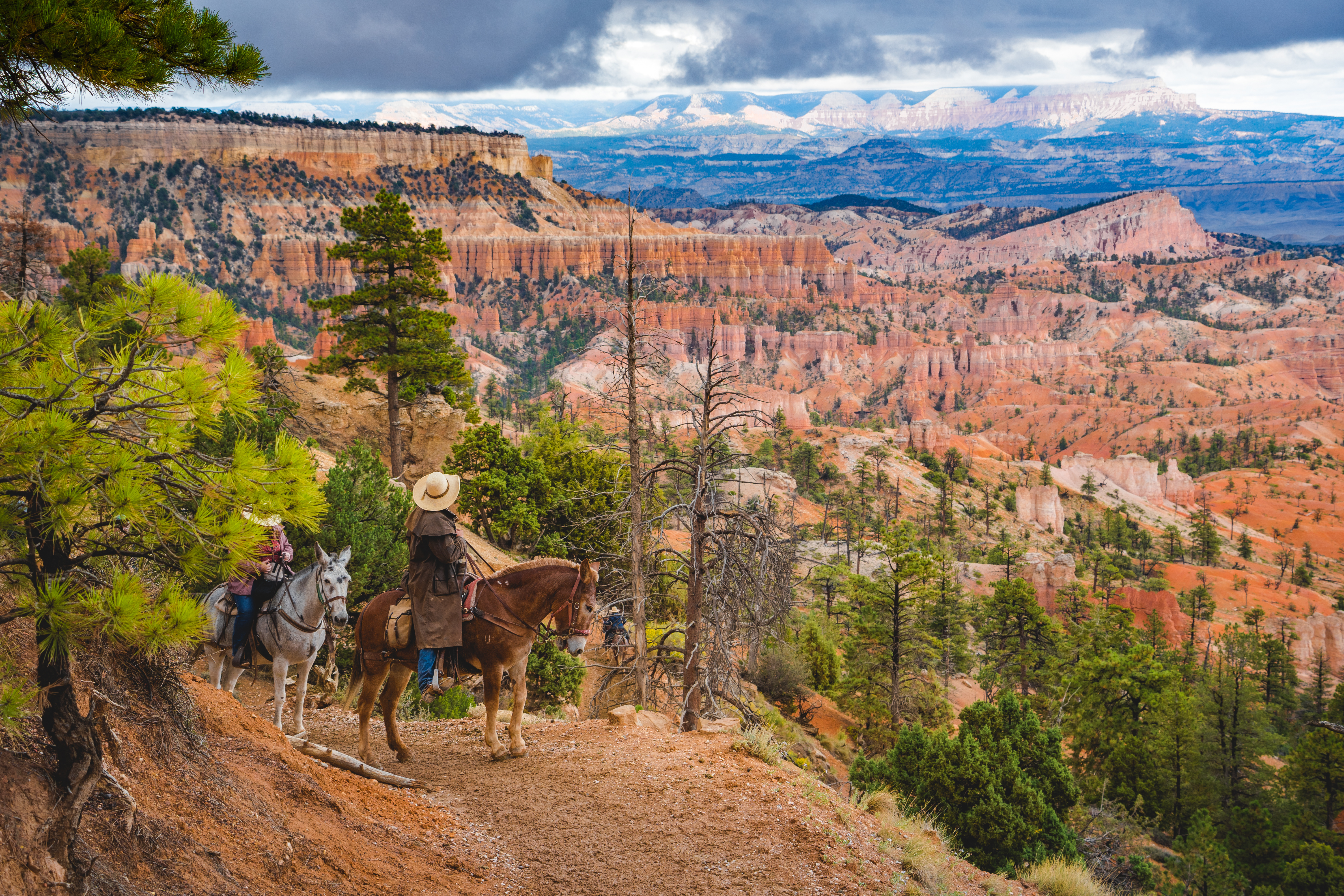 Horse Riders AdobeStock_557575546 A horse rider pauses along a trail overlooking a vast landscape of red rock spires and cliffs
