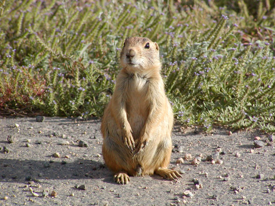 Utah Prairie Dog in natural habitat of high desert dirt and grass