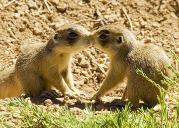 Two Prairie Dogs sharing an Intimate moment.