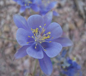 Rock columbine