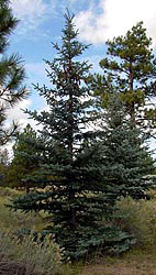 Blue Spruce