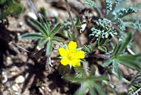 Shrubby Cinquefoil