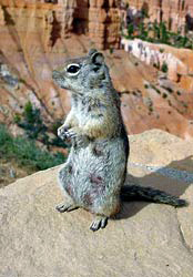 Golden-Mantled Ground Squirrel sitting near the rim Golden-Mantled Ground Squirrel sitting near the rim