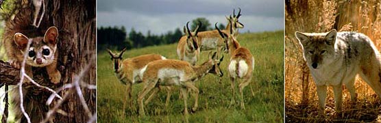 mammals of bryce canyon