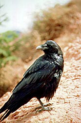 Raven on breaks
