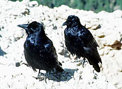 Pair of Ravens