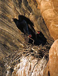 Raven adult leaving the nest of young