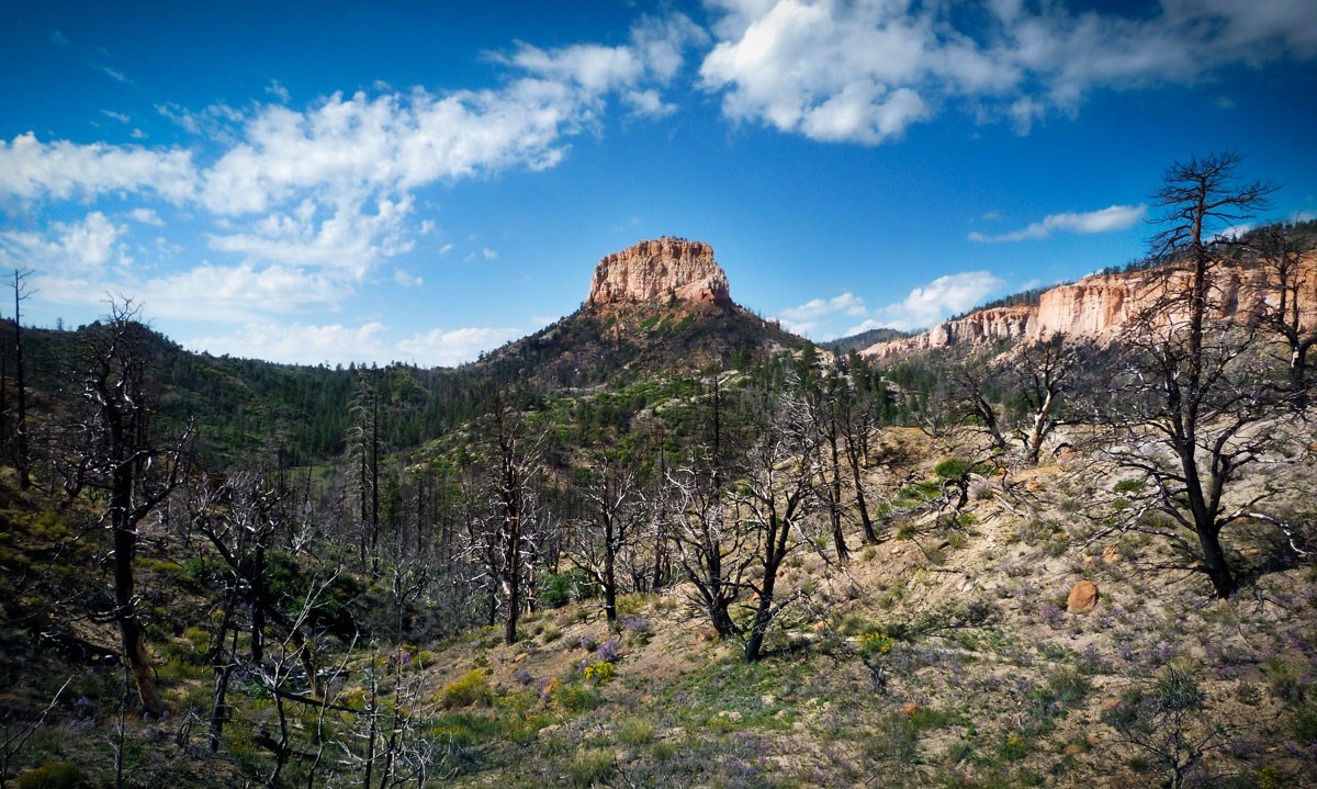 Swamp Canyon Sheep Trail