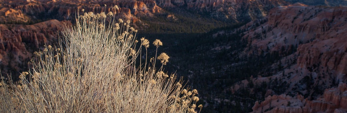 Rabbitbrush bush stands at the edge of the canyon