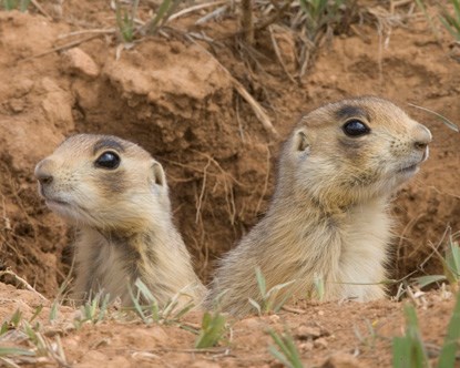 Utah Prairie Dogs