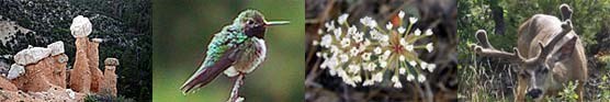 Backcountry collage, with hoodoos on the left, hummingbird next, flowers next and a buck mule deer on the right. Photos by Ron Warner