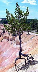 Limber pine with exposed roots on the rim near Sunrise Point