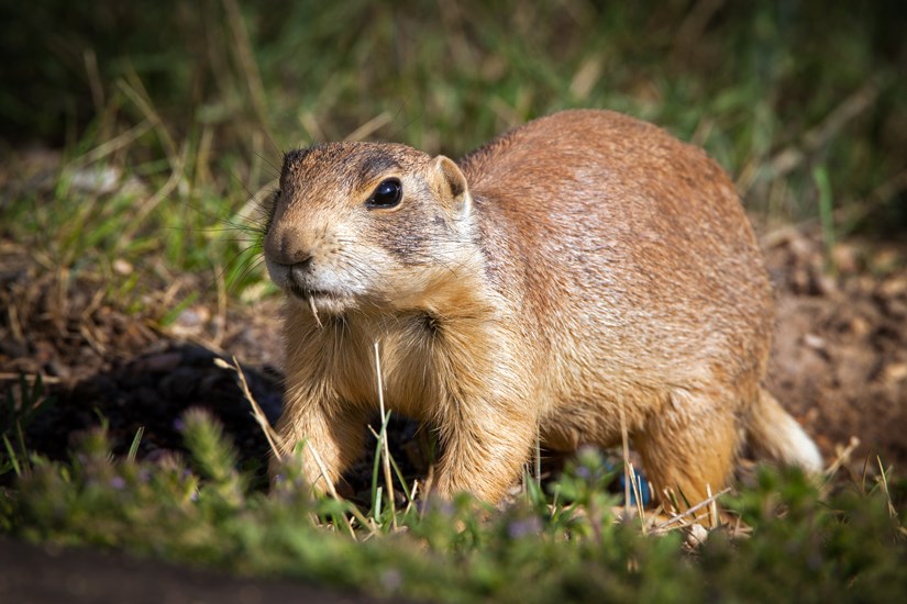 Prairie Dog