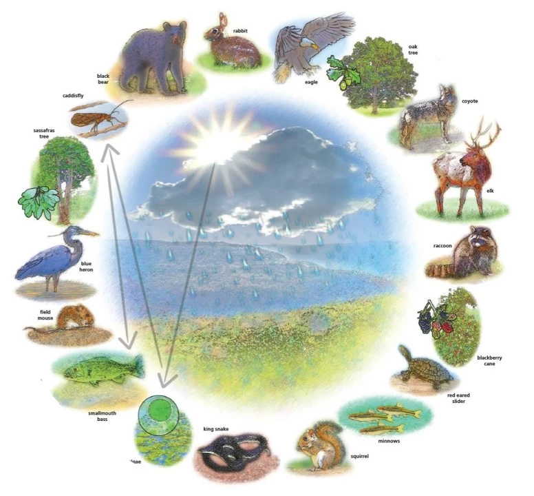 Food Web Artistic drawings of native Arkansas animals