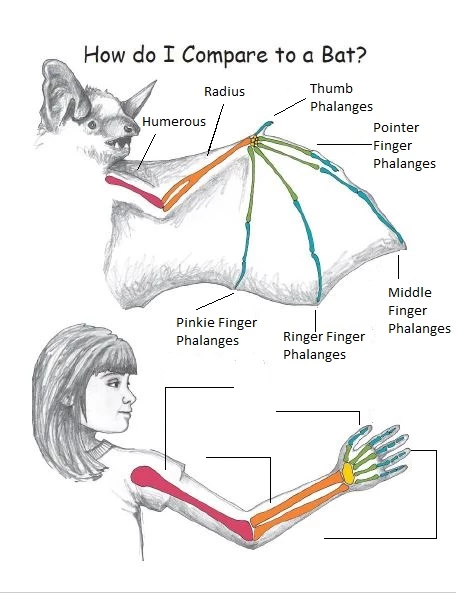 How do I compare to a bat Two drawings, one of a bat wing and the other of a human arm.  Both show the bones inside of each.  The bones in the bat wing are labeled.  The bones in the human arm are not.