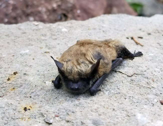 color photo of brown bat on gray rock