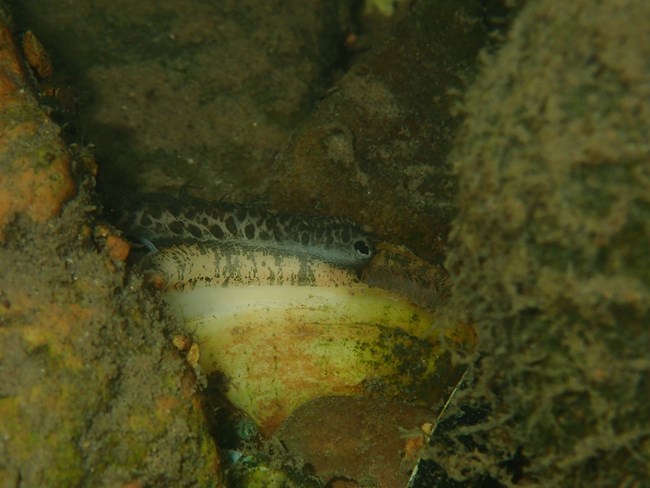 Arkansas brokenray mussel