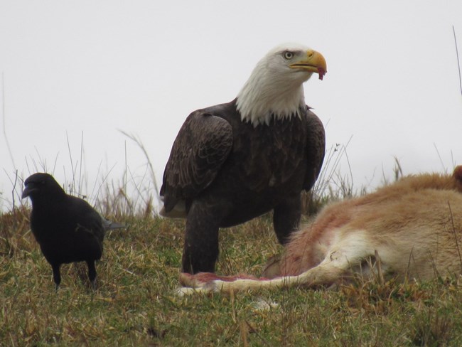 A bald eagle scavenges a deer carcass