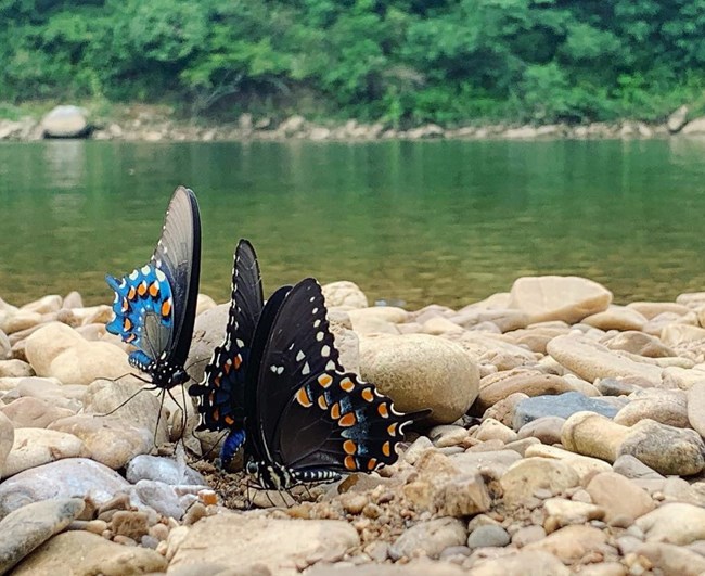 Spicebush Swallowtail Butterfly on gravel bar