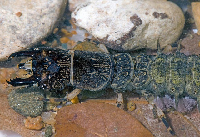 Dobsonfly larvae