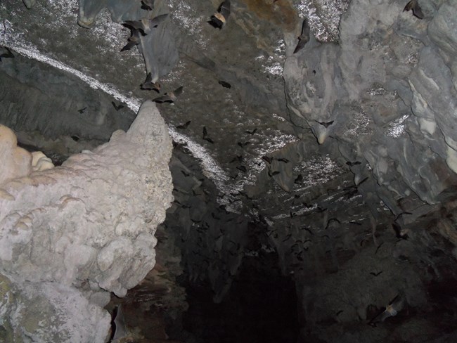 Gray Bats in Flight
