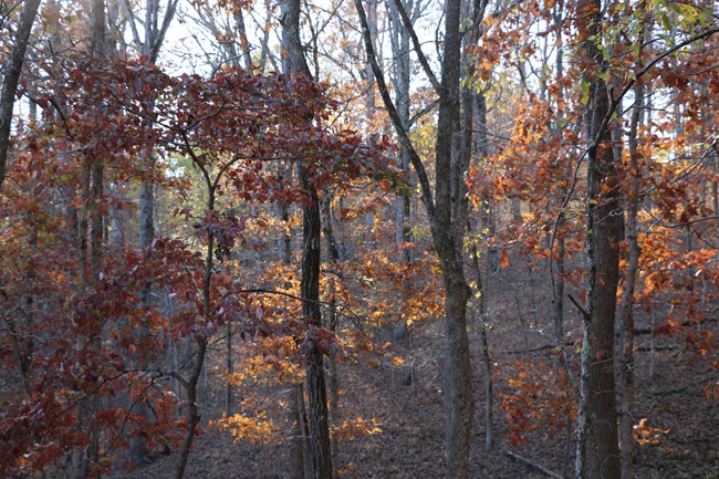 Fall colors