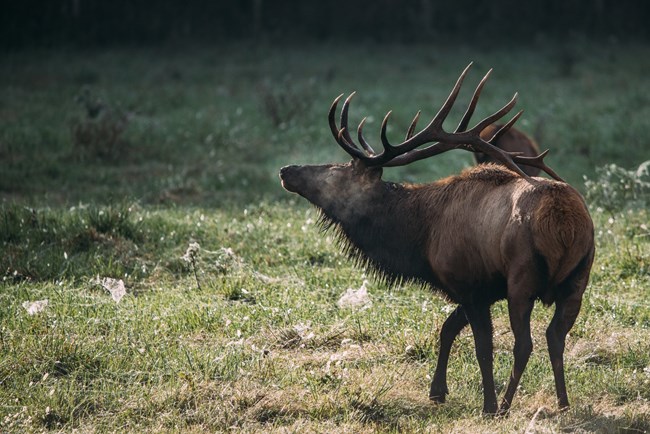 A bull elk bugling