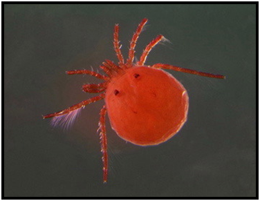 water mite