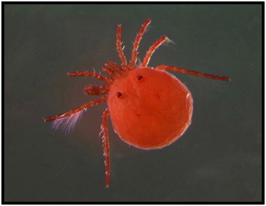 water mite