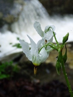 Wildflower Shooting Star Shooting Star