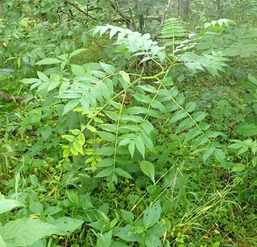 Tree of Heaven A small tree of heaven with green pinnately compound leaves