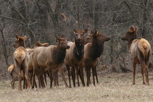 Elk Elk