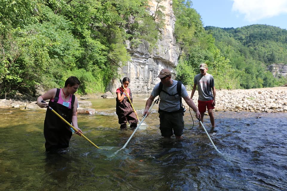 Electrofishing Three campers and a park scientist wade in the Buffalo River with nets, waders, and electrofishing gear.
