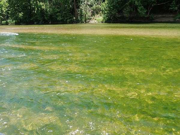 photo of green algae covering river