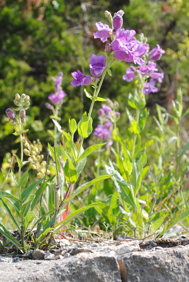 Purple Bearded-Tongue (Penstemon cobaea) color photo of purple flowers growing on gray rock