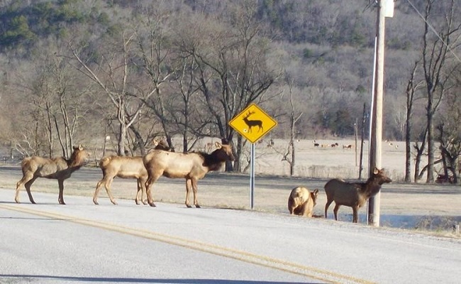 boxleyvalleyelkjam color photo of elk crossing road across center of picture with Elk Crossing sign in yellow at center