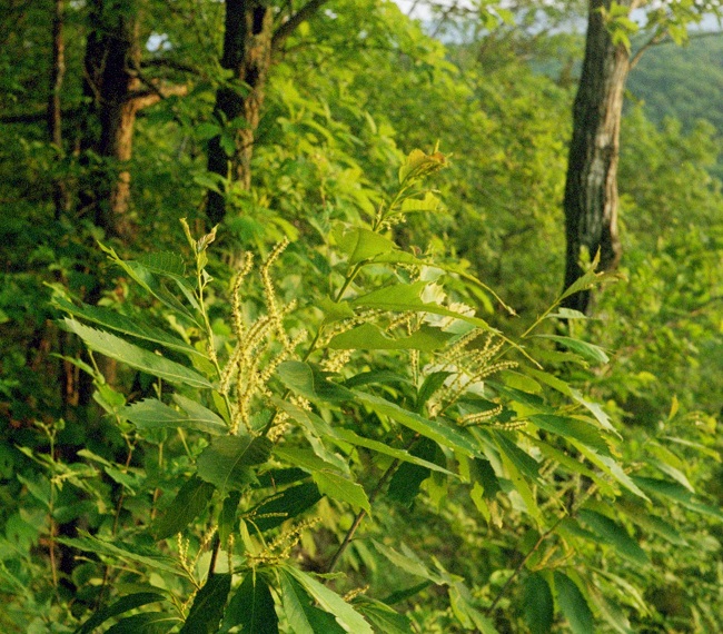 chinquapin blooming2 green leaves with long fingers of yellowish white flowers