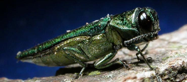 emerald ash borer iridescent green insect