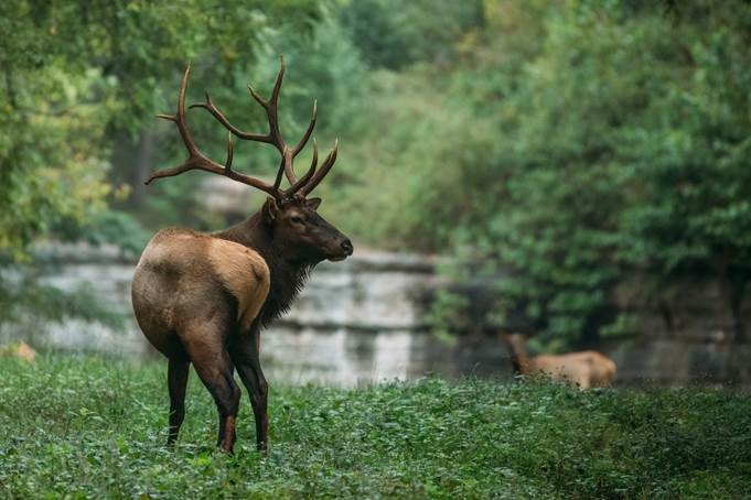 elk brown bull elk with antlers at left with gray bluff and brown elk soft focus in background